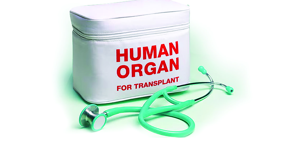 human organ 2