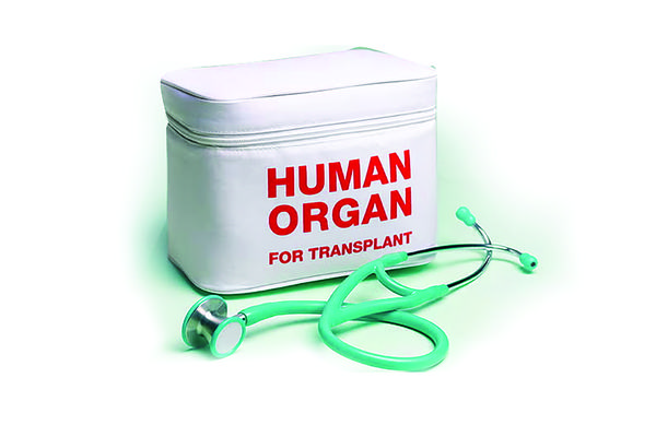 human organ 2